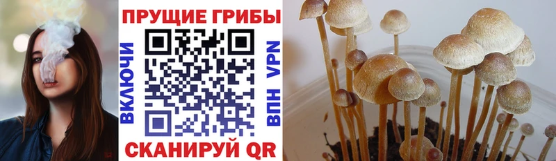 Галлюциногенные грибы Psilocybe  Афипский 